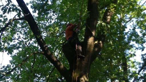 Okkenbroek bomen rooien